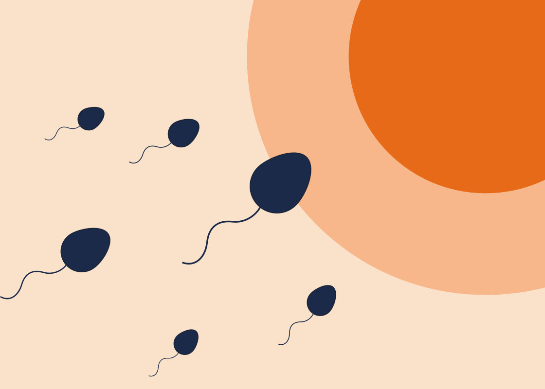 Fertilisation 101: How Pregnancy Happens Biologically