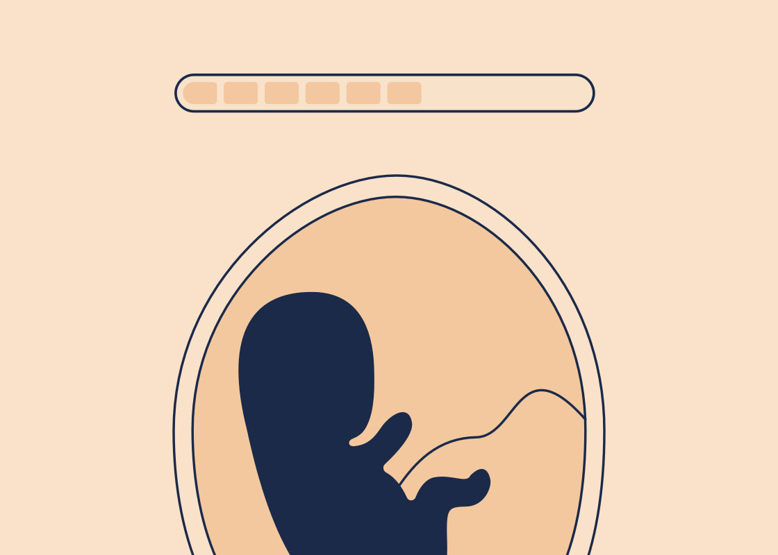 Stages of Pregnancy