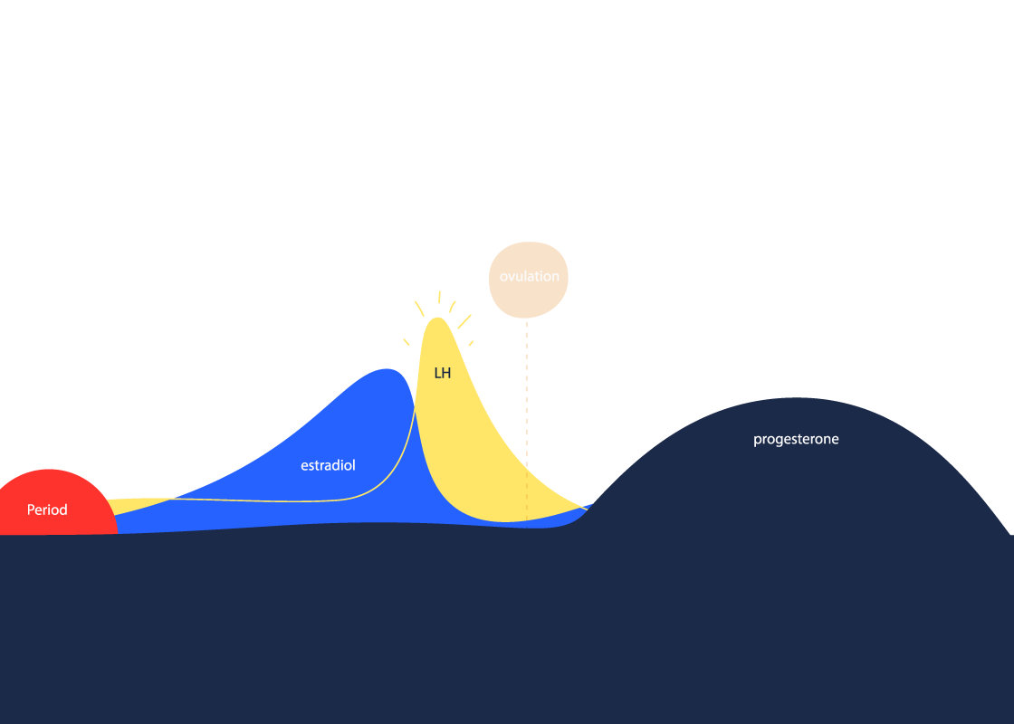 The Luteinizing Hormone (LH) Surge: Am I Ovulating?